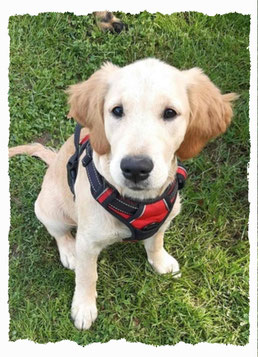 Chiot Golden Retriever à l'école pour chiots à Dax