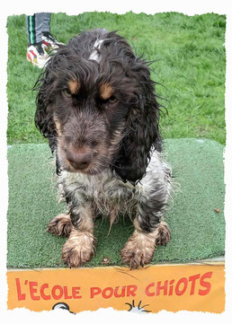 Chiot Cocker Spaniel du Retriever à l'école pour chiots à Dax