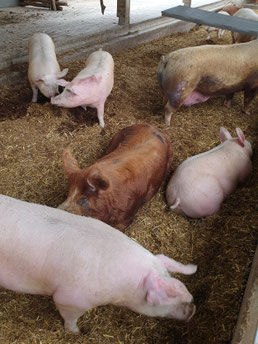 Schweine bei Vulcano