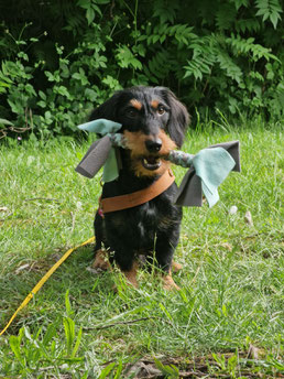 Gustavs Frauchen schildert ihre Erfahrungen mit Rebeccas Hundetraining