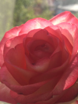 aufblühende Rose als Zeichen der Öffnung des Schoßraumes, als Bereitschaft zum Erblühen, Erwachen