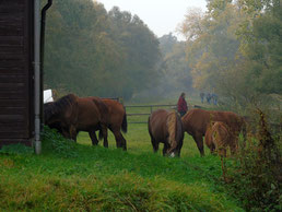 biesbosch paarden vangen