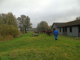 Biesbosch paarden vangen