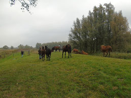 Biesbosch paarden vangen