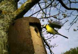 parcours ornithologique au bord de la rivière à la ferme des Ânes