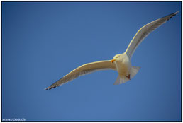 Möwe im Flug#Roland Valter#rolva#Natur-Fotografie#Aachen 