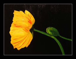 MOHN   in Öl  50x70