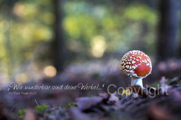 Fliegenpilz im Wald