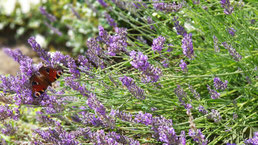 Verjus   Domaine de Saoubis en Ayzieu