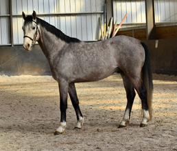 Son père, Grisbi Compostelle 