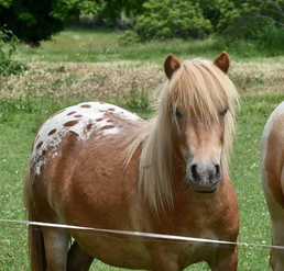 Sa mère, Joya de Graisco