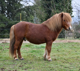 Son père, Banjo du Theil