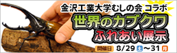 KITむしの会コラボ「世界のカブクワふれあい展示」