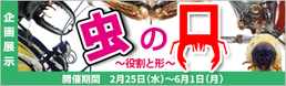 企画展示「虫の口～役割と形～」