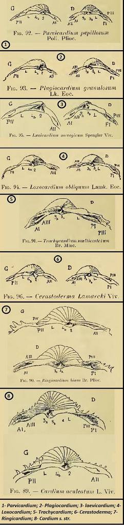 Strutture della cerniera riportate in "Actes de la societèe linneenne" vol. 65, usati per la determinazione.