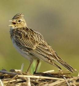 Foto: NABU/Manfred Delpho