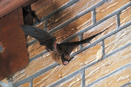 ausfliegende Fledermaus, Foto: NABU/E. Menz