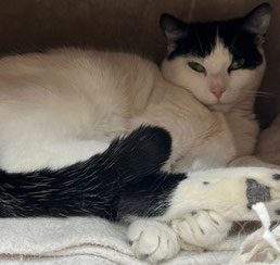 Birdy sucht ein neues Zuhause - Tierheim Flensburg