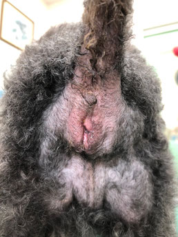 肛門嚢アポクリン腺癌 長谷川動物病院 土日も診療