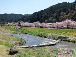 岡山県新庄村 がいせん桜まつり