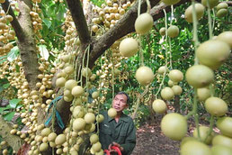 Picking fruits in Cu Chi