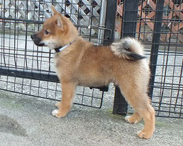 柴子犬の画像