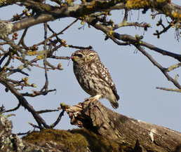 Steinkauz, Foto: Ralf Assmann