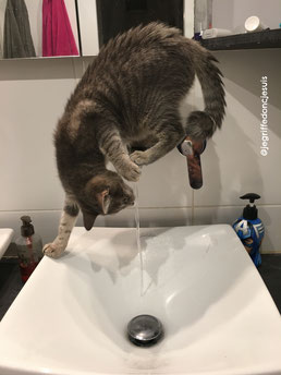 fontaine à eau pour chat conseil et avis