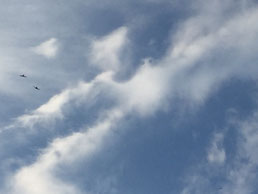 Oiseaux réels et virtuels
