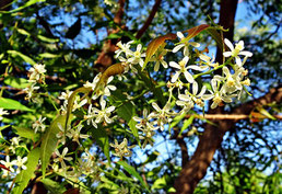 Neem-Öl, Neembaum, Neemöl, Neem, Mückenstiche, Schutz, Mücken, Insekten, Flöhe, Floh