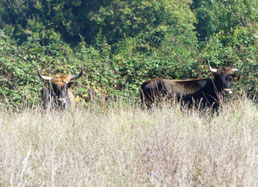 Heckrinder im Naturschutzgebiet, Foto: A. Stollewerk