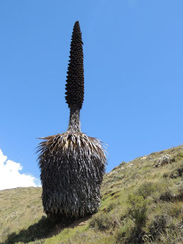 puya de raimondit