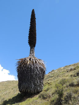  puya de raimondit