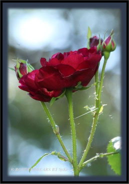Rosenblüte
