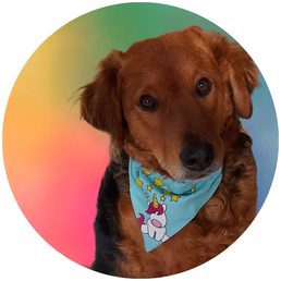Hund "Maus", der sich gerade entspannt von einer der Textehexen streicheln lässt
