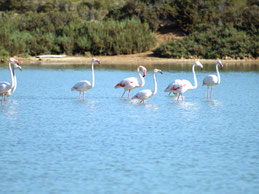 Flamingos in se Salinas Ibiza