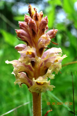 Orobanche alsatica