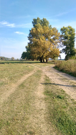 Spaziergang auf den Elbwiesen