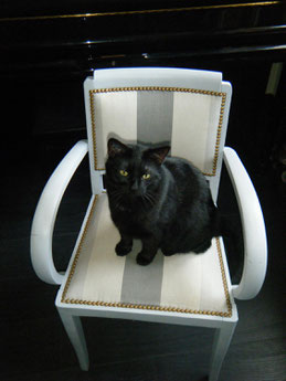 Fauteuil bridge avec un chat noir assis dessus