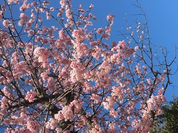 3月、河津桜が咲いた