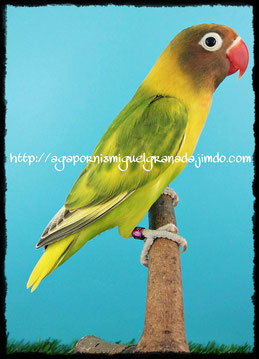 agapornis personata arlequin verde, personatus pied green