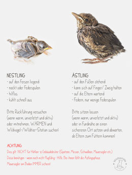 Es werden die Unterschiede zwischen Nestling und Ästling aufgeführt und die unterschiedlichen Handlungsansätze.