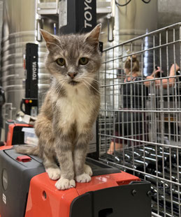 Le chat de La Chevallerie