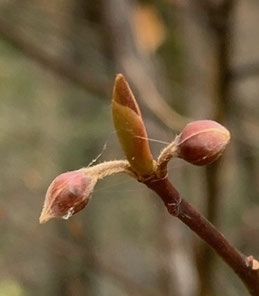 クロモジの冬芽