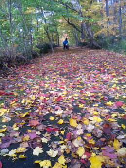 洞爺湖湖畔　紅葉の絨毯を歩く