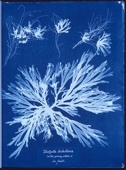 Foto de Anna Atkins realizada con cianotipia