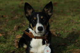 Border Collie Zucht Niederbayern, Border Collie Zucht Rottal-Inn