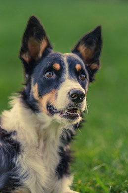 Border Collie Zucht Niederbayern, Border Collie Zucht Rottal-Inn