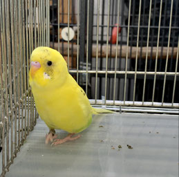 パプリカNPO法人TSUBASAセキセイインコ