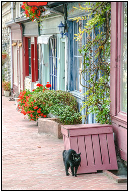 Beuvron-en-Auge#Calvados#Fachwerkhäuser#Katze#Häuserfront#Roland Valter#rolva#Natur-Fotografie#Aachen 